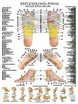 Láminas. Reflexología Podal (N. e. )