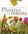 PLANTAS EN MACETA