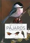Cómo Atraer a los Pájaros a Su Balcón o Jardín
