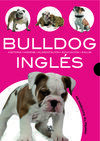 BULLDOG INGLÉS