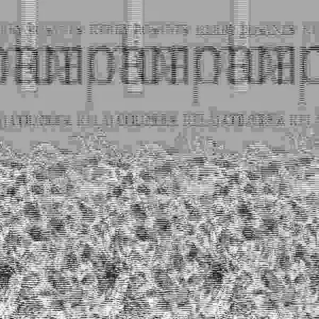 Animorphia