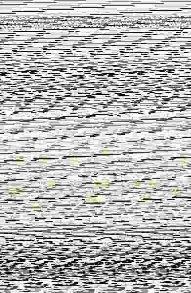 Miss Zapatos de Lujo