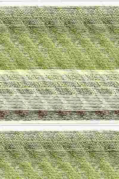 Aloe Vera (Sabila):Cultivo y Utilizacion