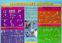 NATACIÓN-HABILIDADES BÁSICAS.