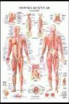 SISTEMA MUSCULAR