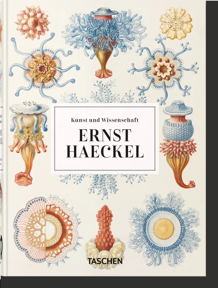 Haeckel-D