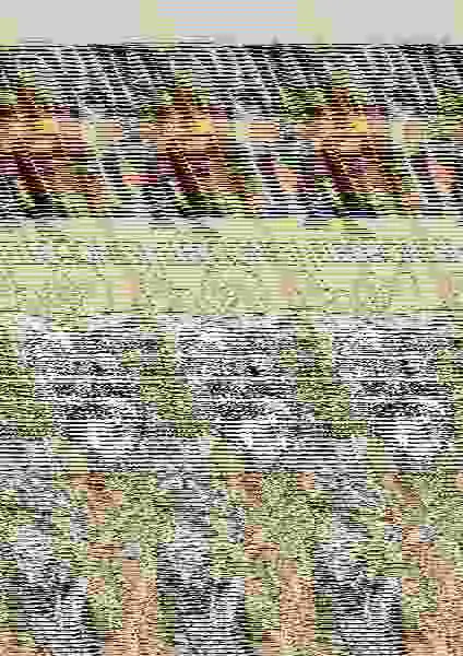 ¡Elecciones! (Olé! Mortadelo 203)
