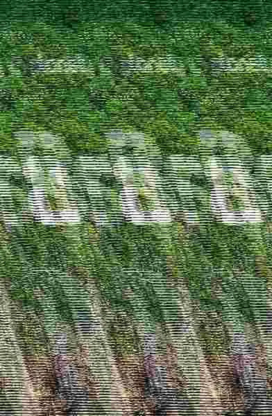 Brasil 7