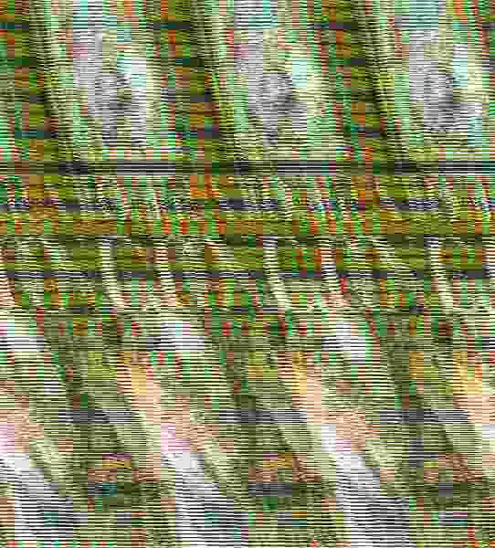 El Retrato del Conejo