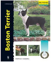 Boston Terrier