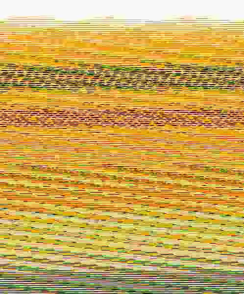 Dos Tucanes, Tres Tulipanes