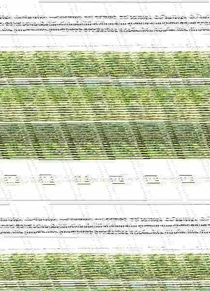 Formas de Cultivo de la Vid y Modalidades de Distribución de los Produ