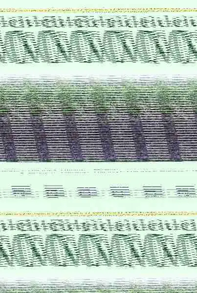 El Cultivo del Mango