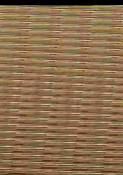 Recoleccion de Setas Silvestres