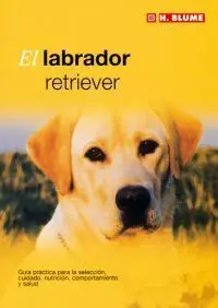 El Labrador Retriever