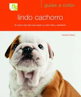 Lindo Cachorro