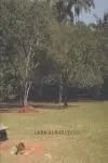 Lara Almarcegui ( Catálogo )