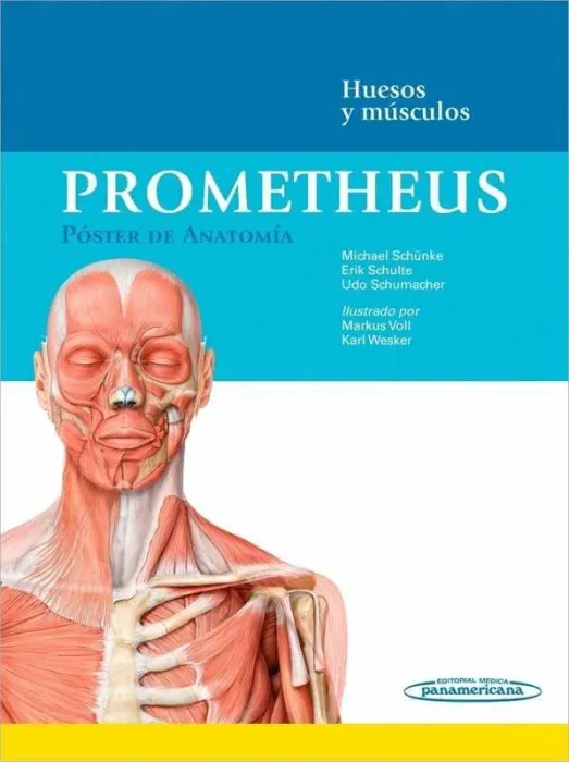 Poster Anatomia. huesosmusc.
