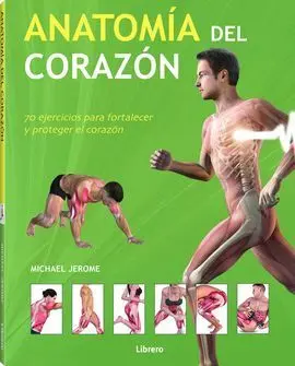 Anatomia del Corazon
